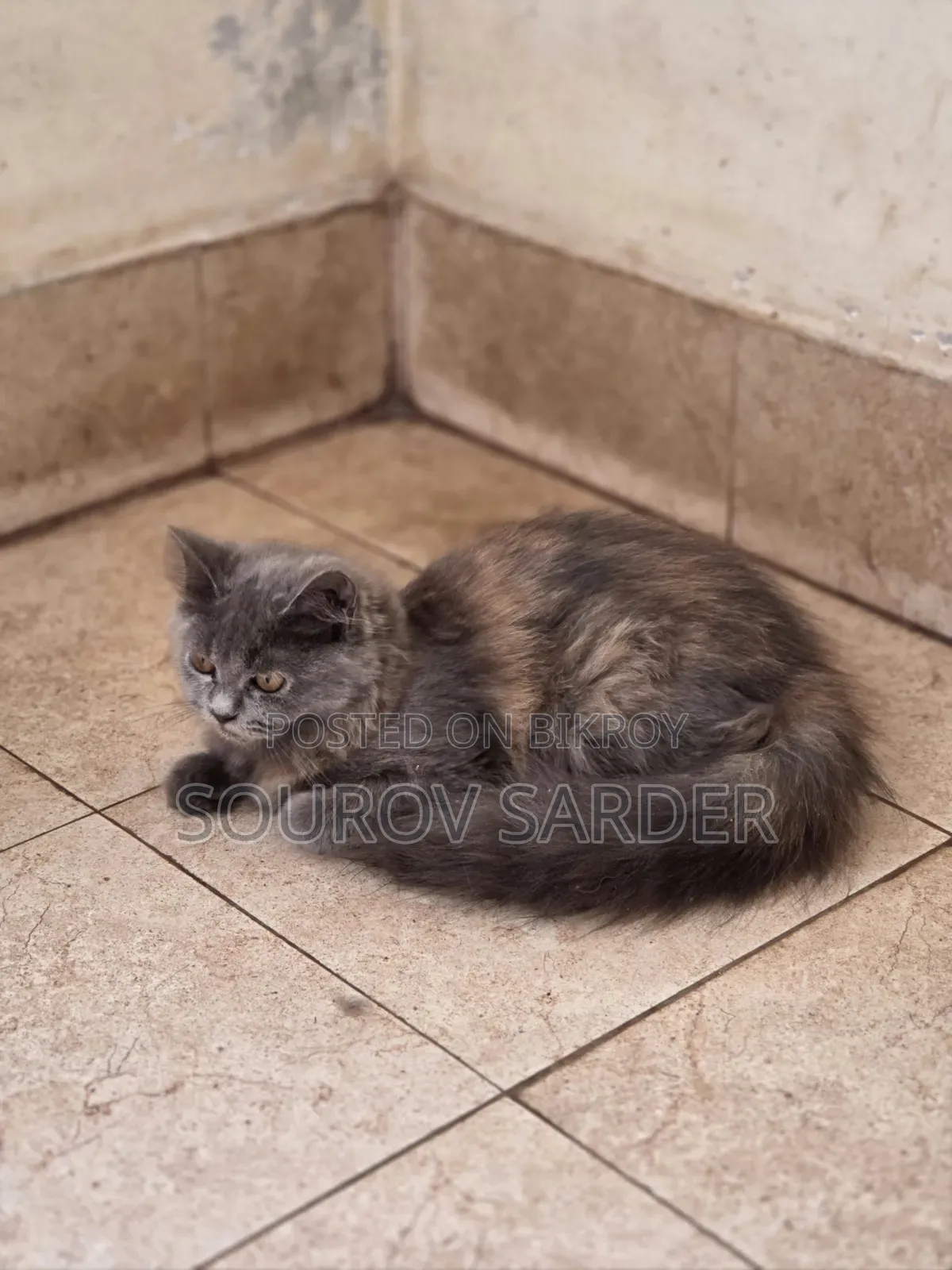 1-3 months Female Purebred Persian