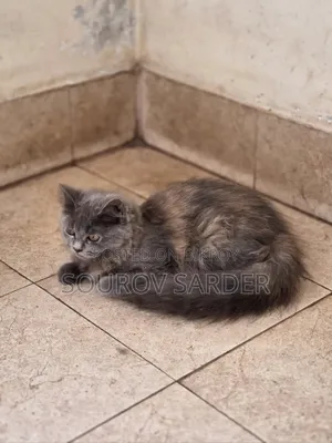 1-3 months Female Purebred Persian