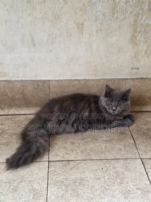 1-3 months Female Purebred Persian