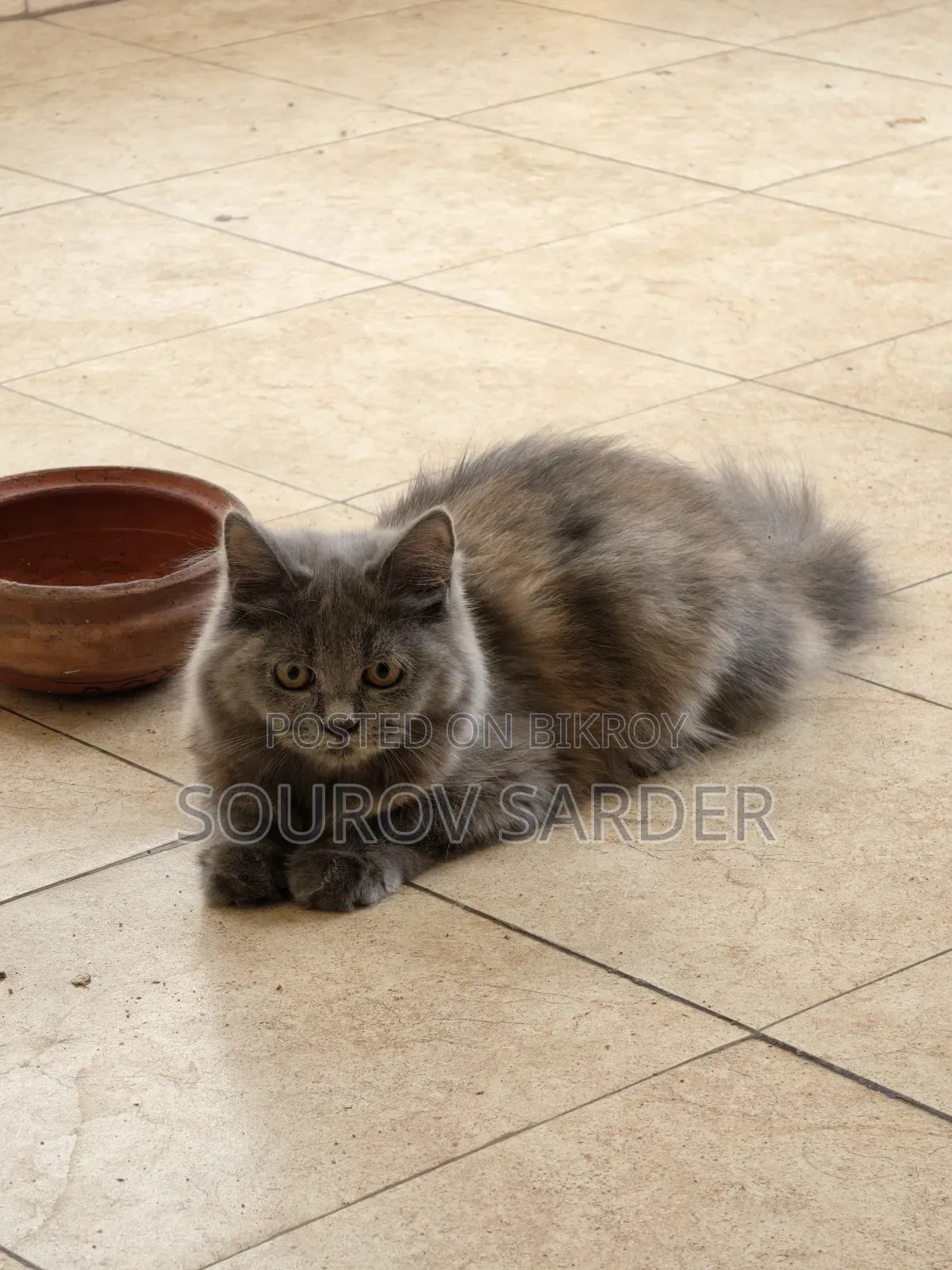 1-3 months Female Purebred Persian