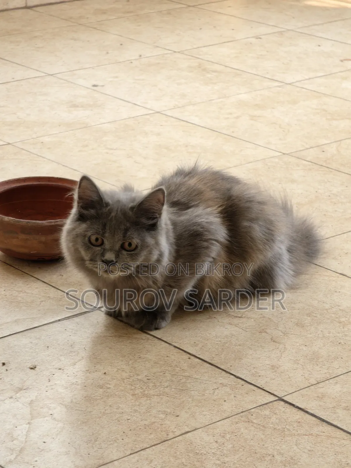 1-3 months Female Purebred Persian