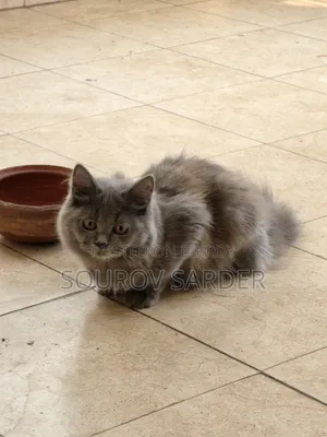 1-3 months Female Purebred Persian