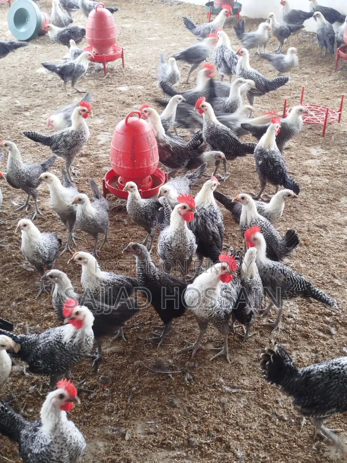 Fayoumi Chicken