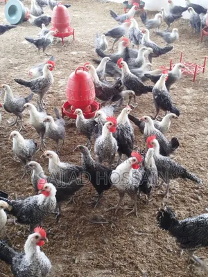 Fayoumi Chicken