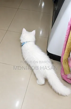 ১-৩ মাসের মেল পিওরব্রেড পার্সিয়ান
