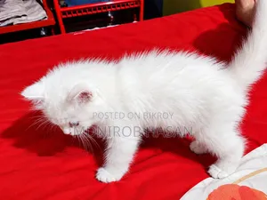 ১-৩ মাসের মেল পিওরব্রেড পার্সিয়ান