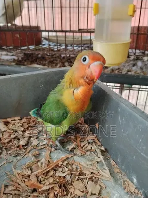 লাভ বার্ড টেম বেবি