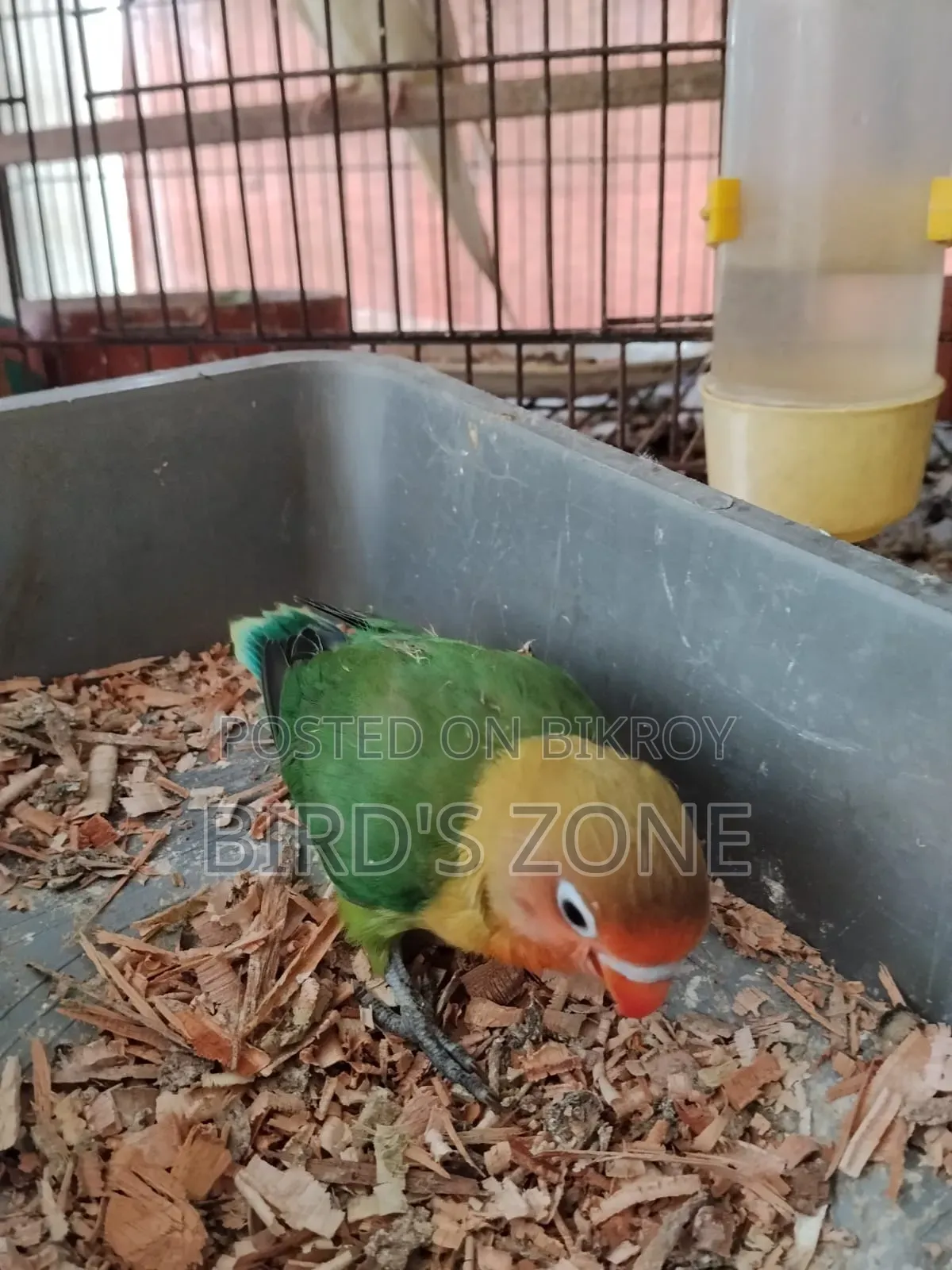 লাভ বার্ড টেম বেবি