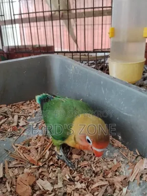 লাভ বার্ড টেম বেবি