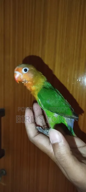 লাভ বার্ড টেম বেবি