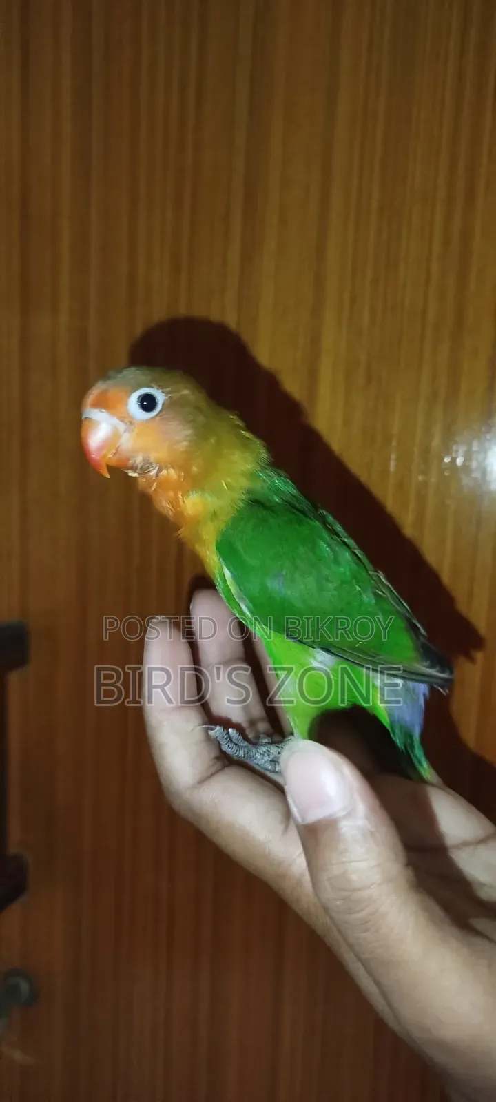 লাভ বার্ড টেম বেবি