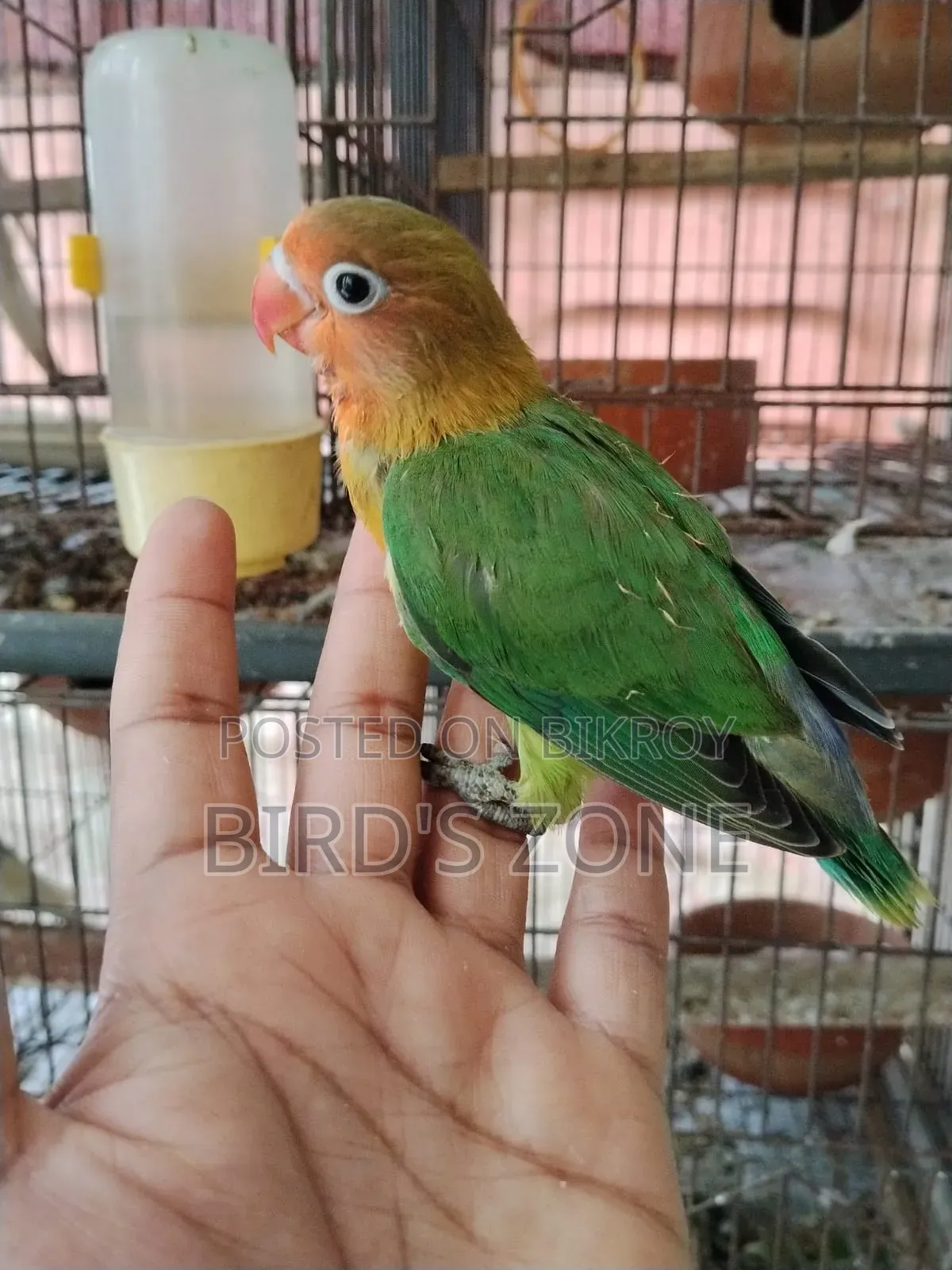 লাভ বার্ড টেম বেবি