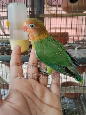 লাভ বার্ড টেম বেবি