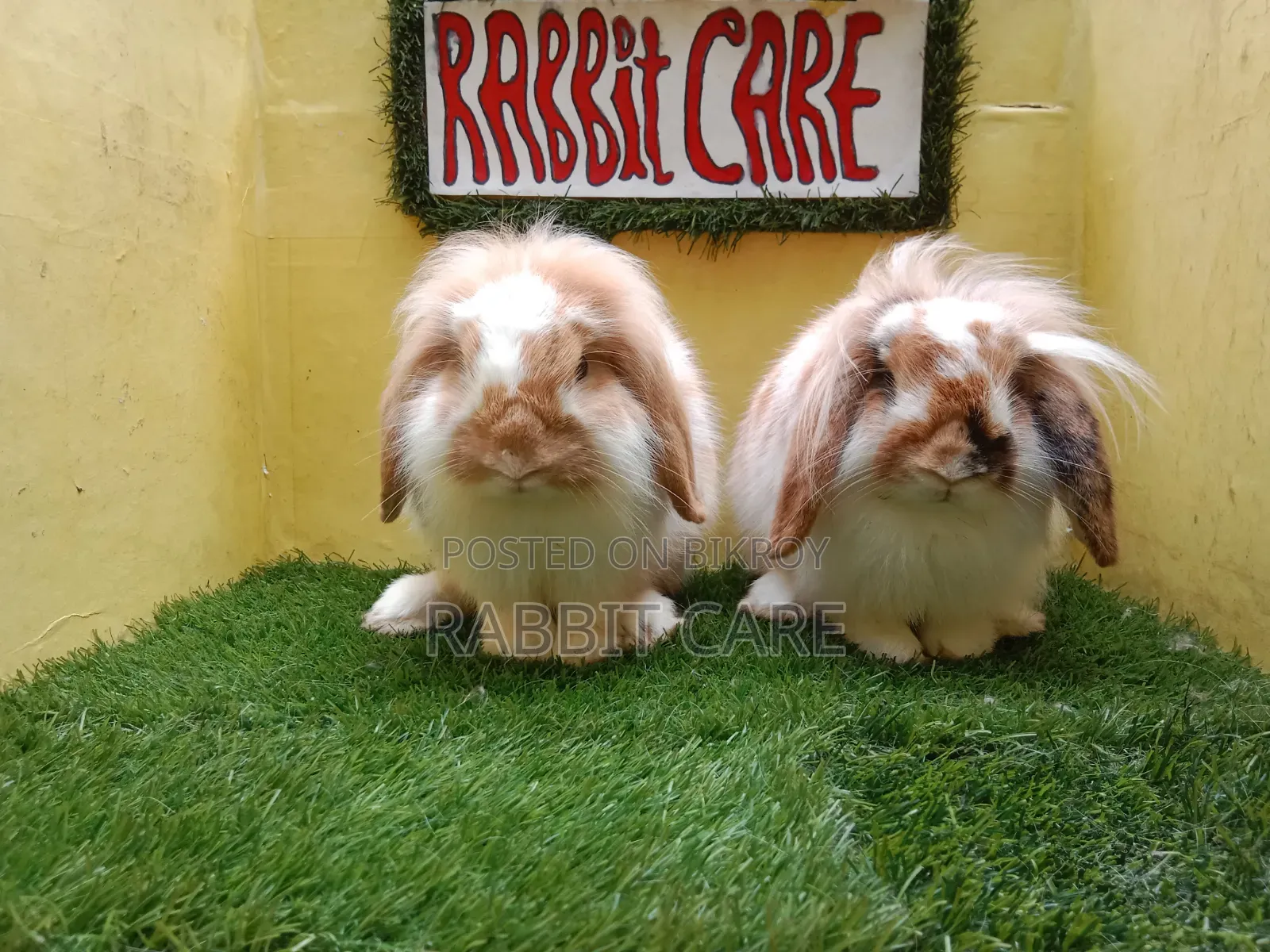 Premium Quality Lion Lop