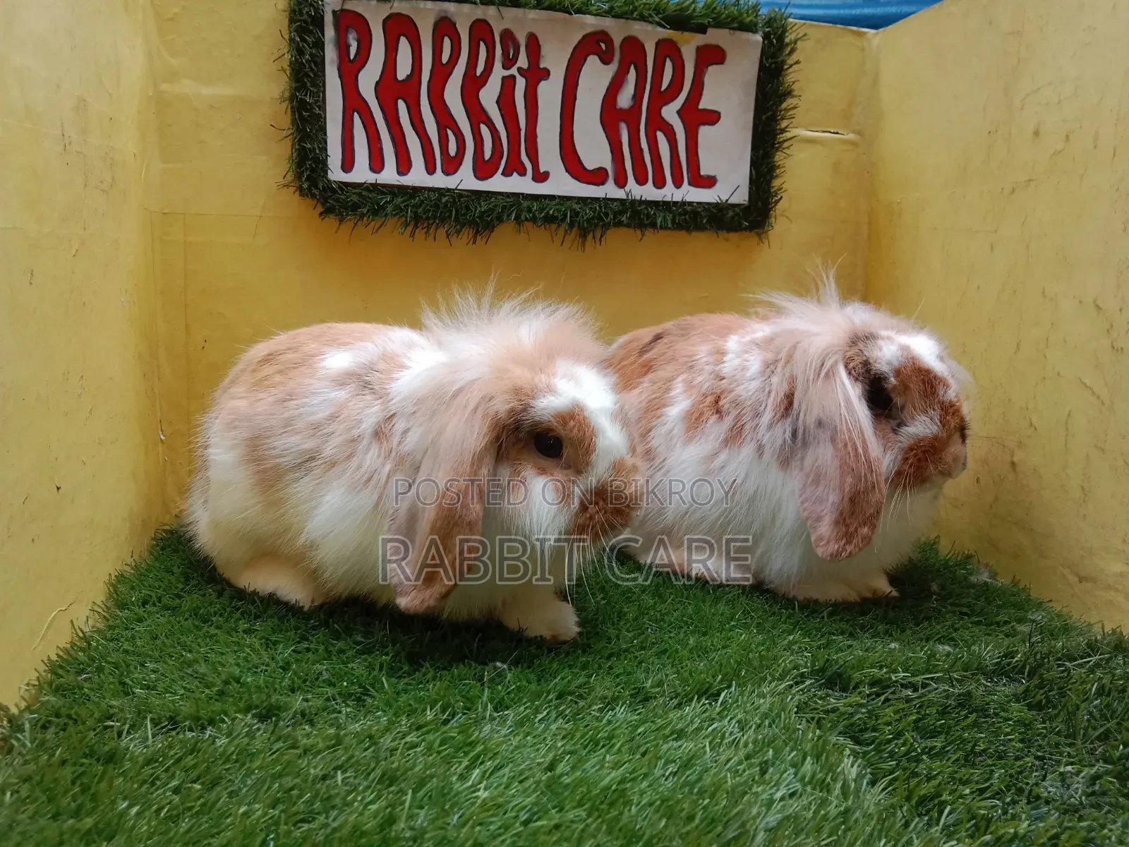 Premium Quality Lion Lop