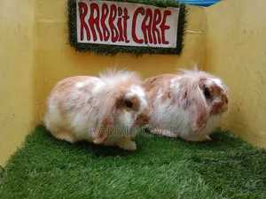 Premium Quality Lion Lop