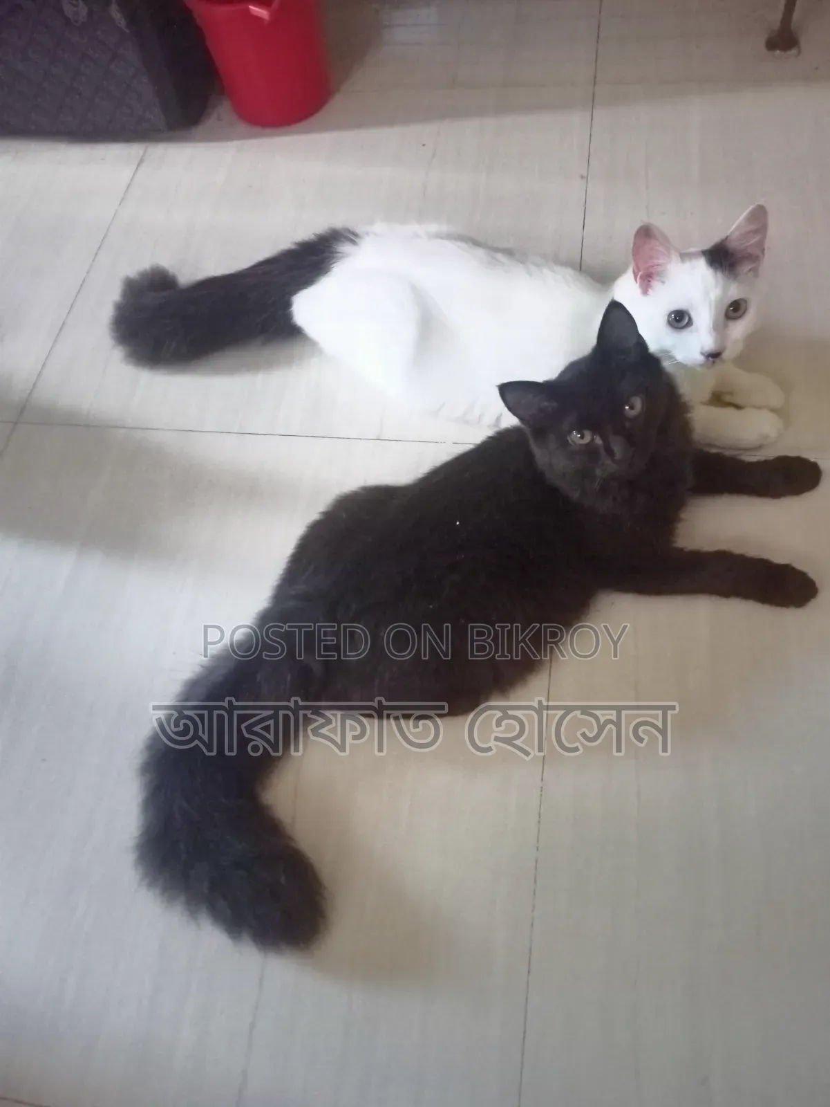 3-6 months Female Mixed Breed Persian