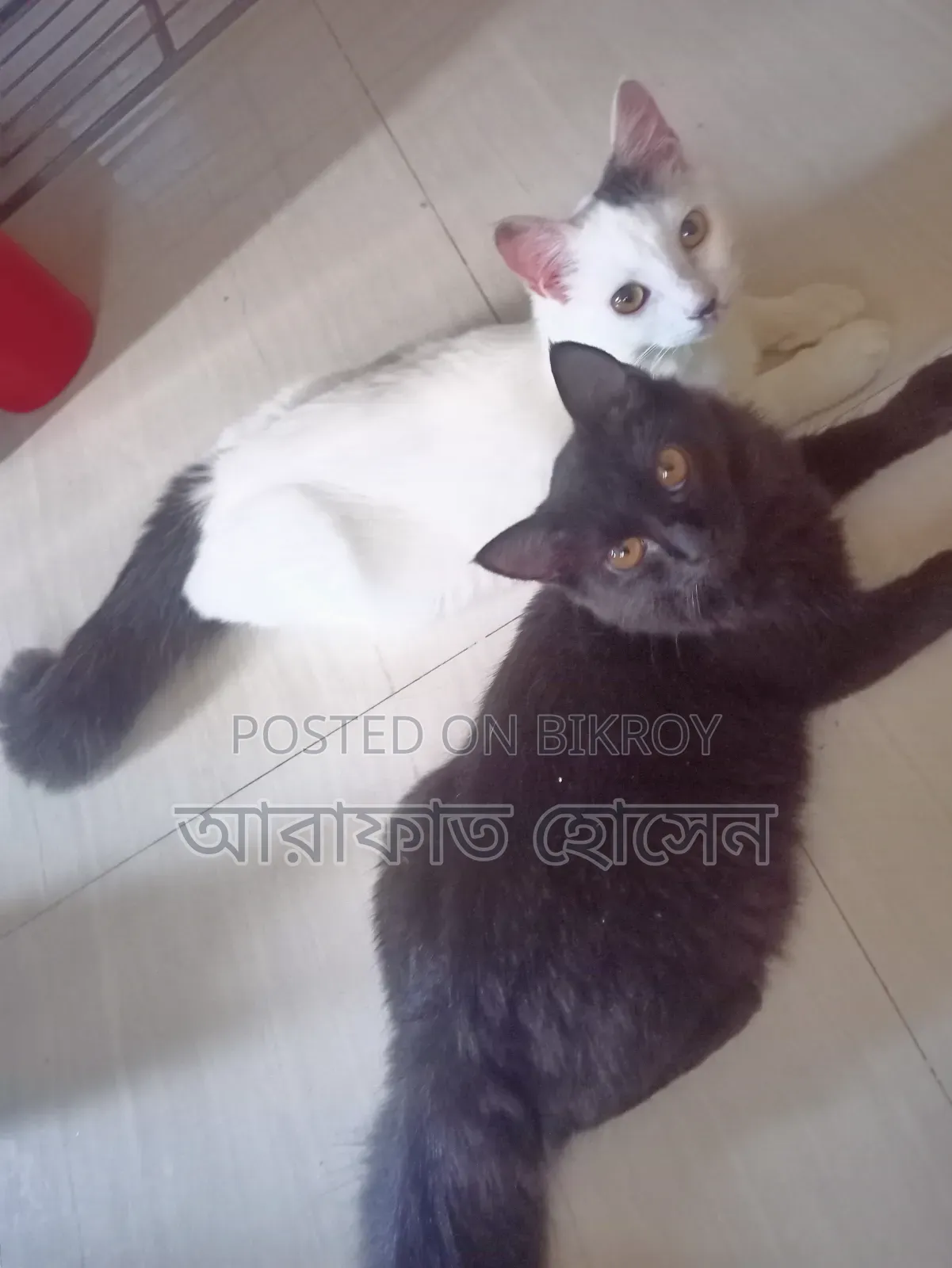 3-6 months Female Mixed Breed Persian