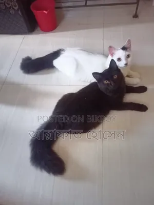 3-6 months Female Mixed Breed Persian