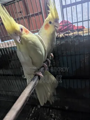 ককাটেল পাখি।