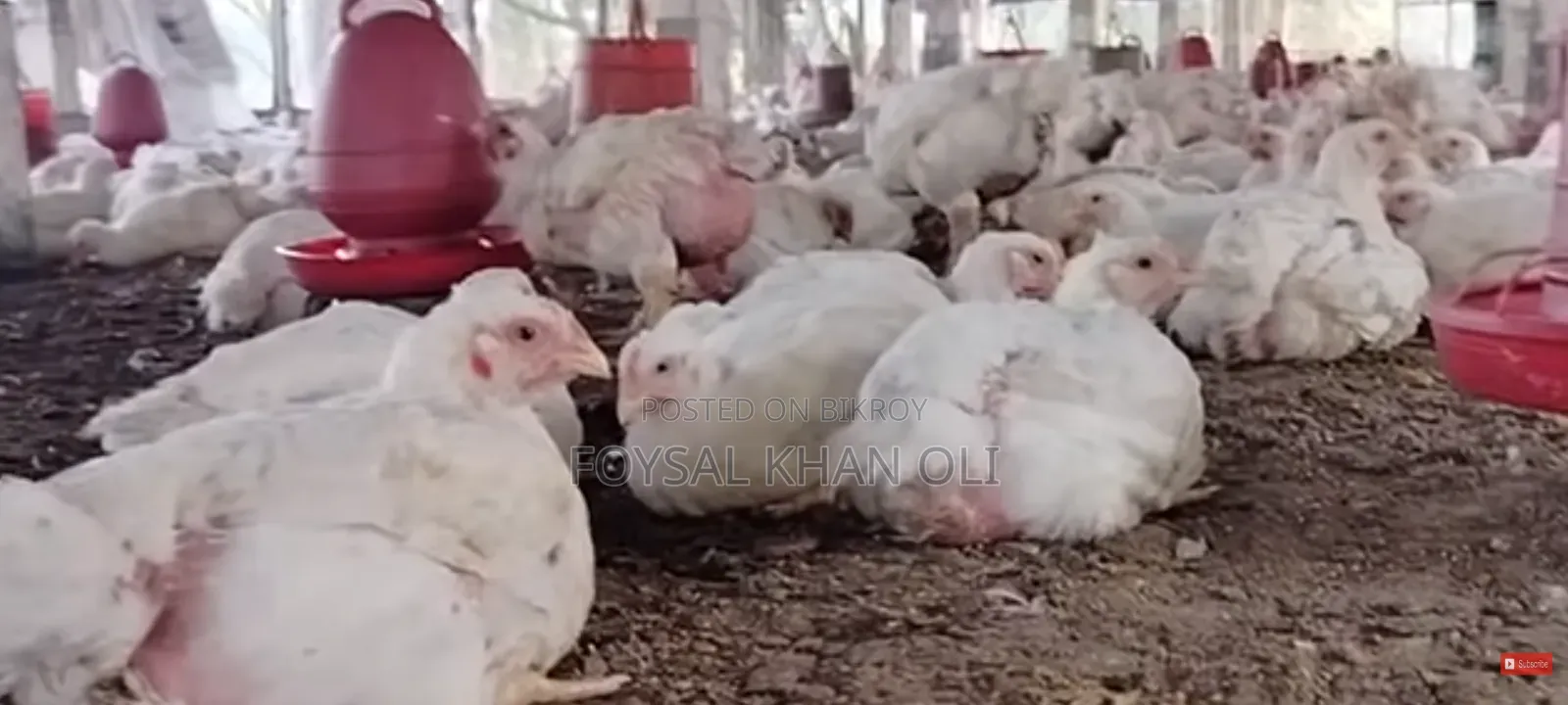 Chicken Sale at Wholesale Price