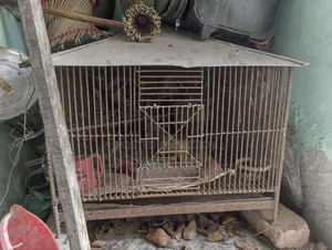 Iron Cage