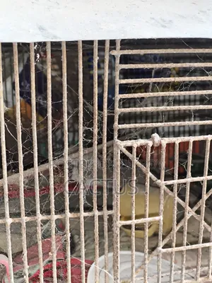 Iron Cage