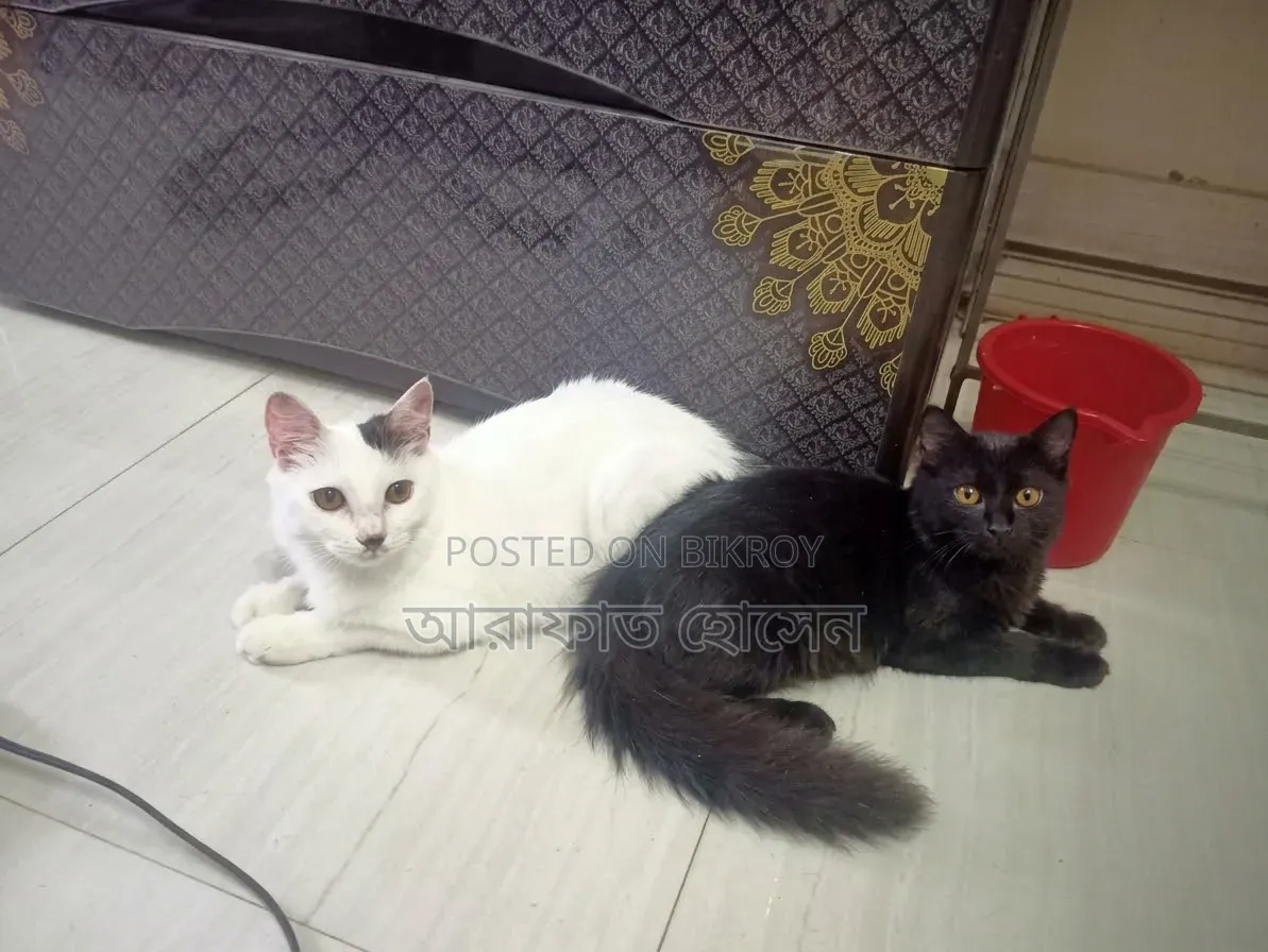 3-6 months Female Mixed Breed Persian