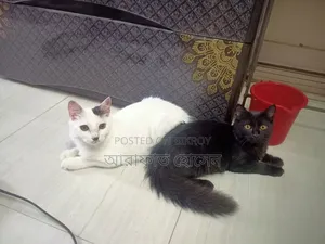 3-6 months Female Mixed Breed Persian