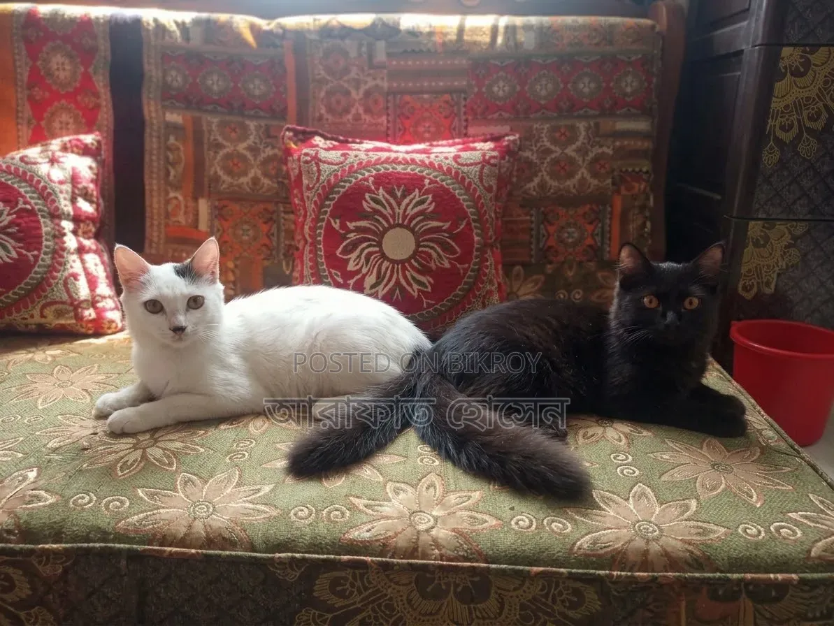 3-6 months Female Mixed Breed Persian