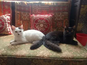 3-6 months Female Mixed Breed Persian