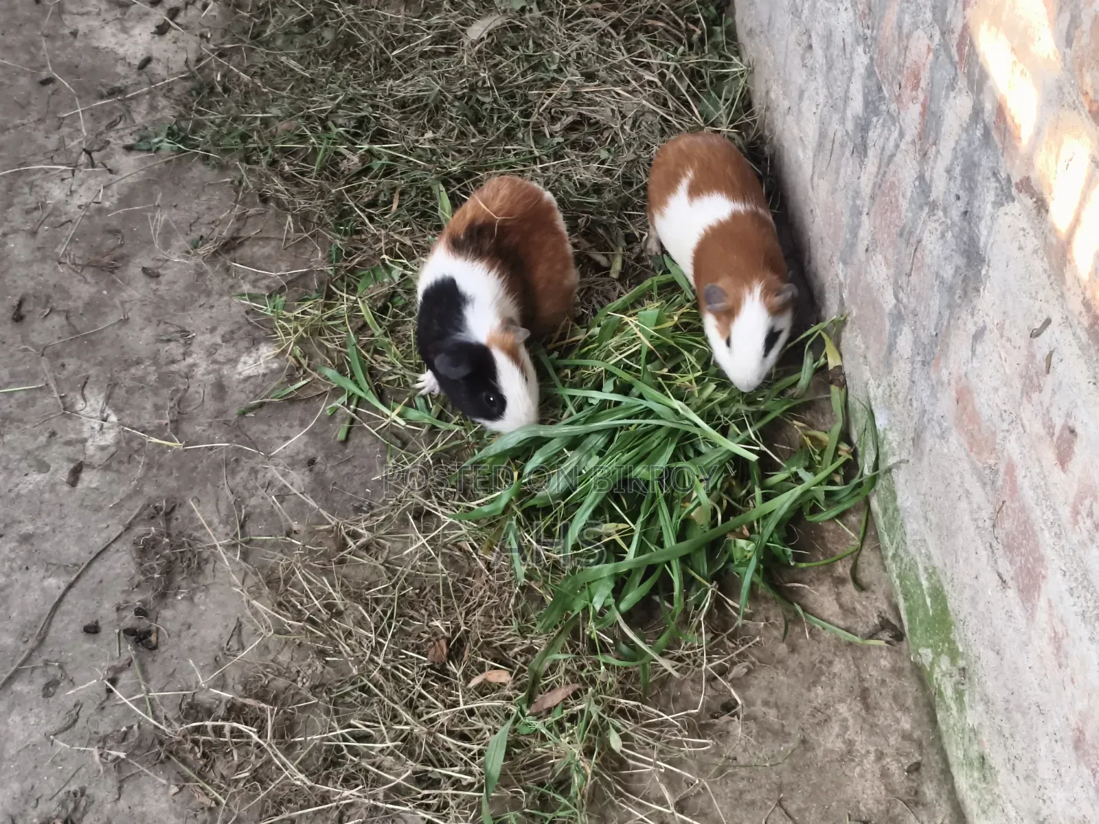 A pair of guinea pigs, male and female. The female is adult and gives birth