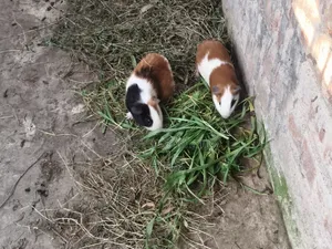 A pair of guinea pigs, male and female. The female is adult and gives birth