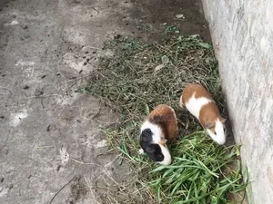 A pair of guinea pigs, male and female. The female is adult and gives birth