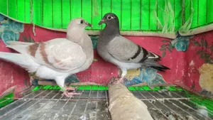 Racer Pigeon Squab