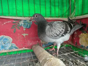 Racer Pigeon Squab