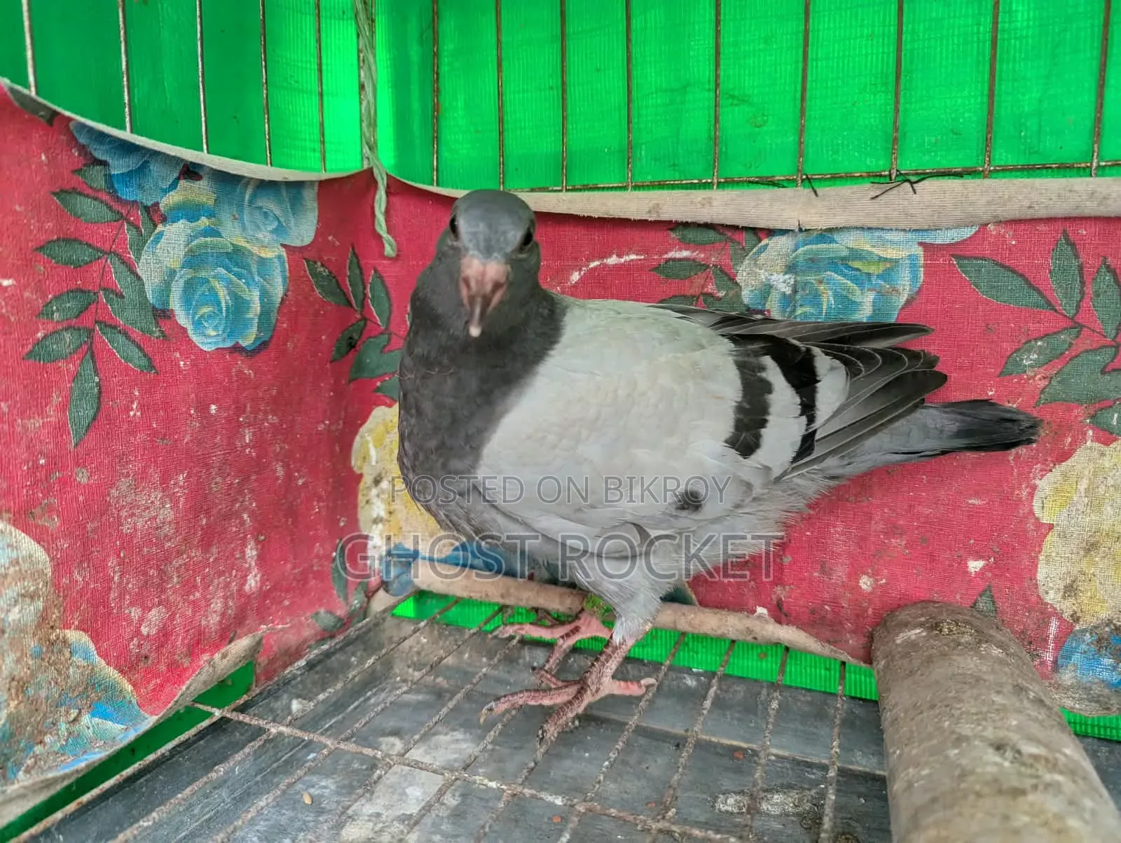 Racer Pigeon Squab