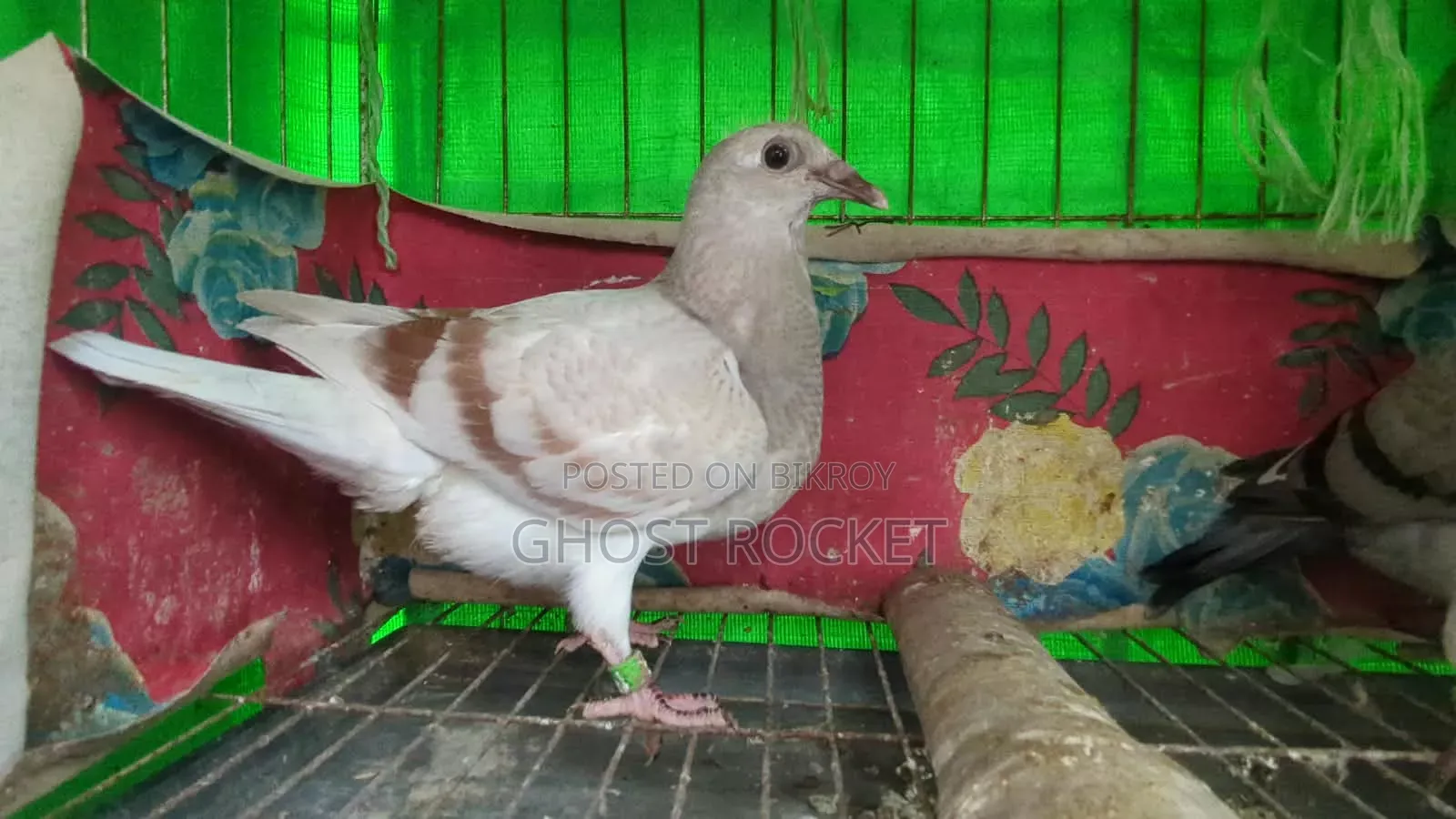 Racer Pigeon Squab