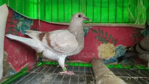 Racer Pigeon Squab