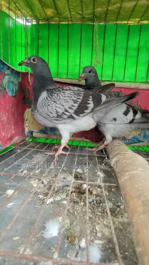 Racer Pigeon Squab
