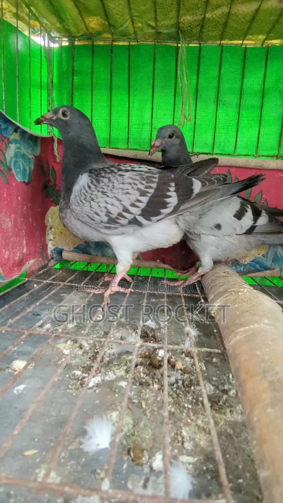Racer Pigeon Squab