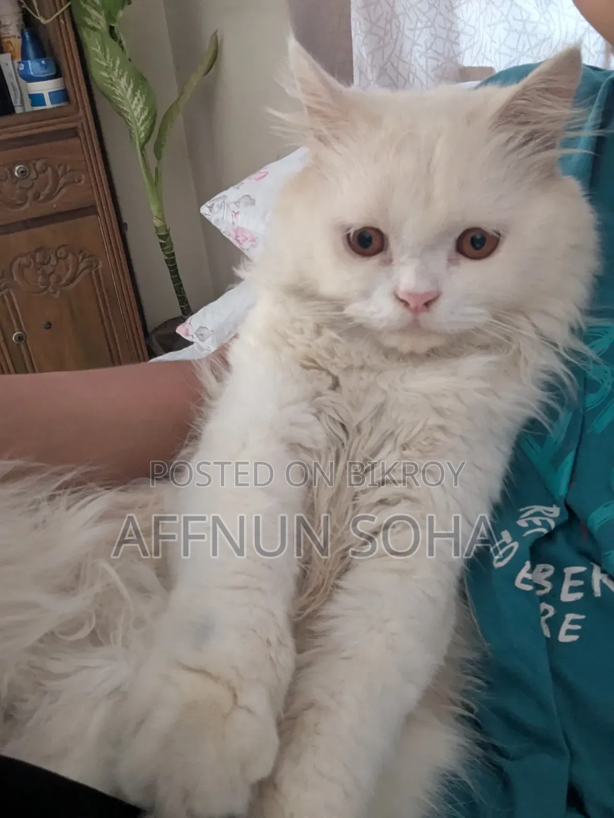 6-12 months Male Purebred Persian