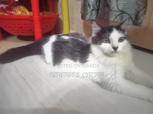 ৩-৬ মাসের মেয়ে মিশ্র জাতের পারসিয়ান