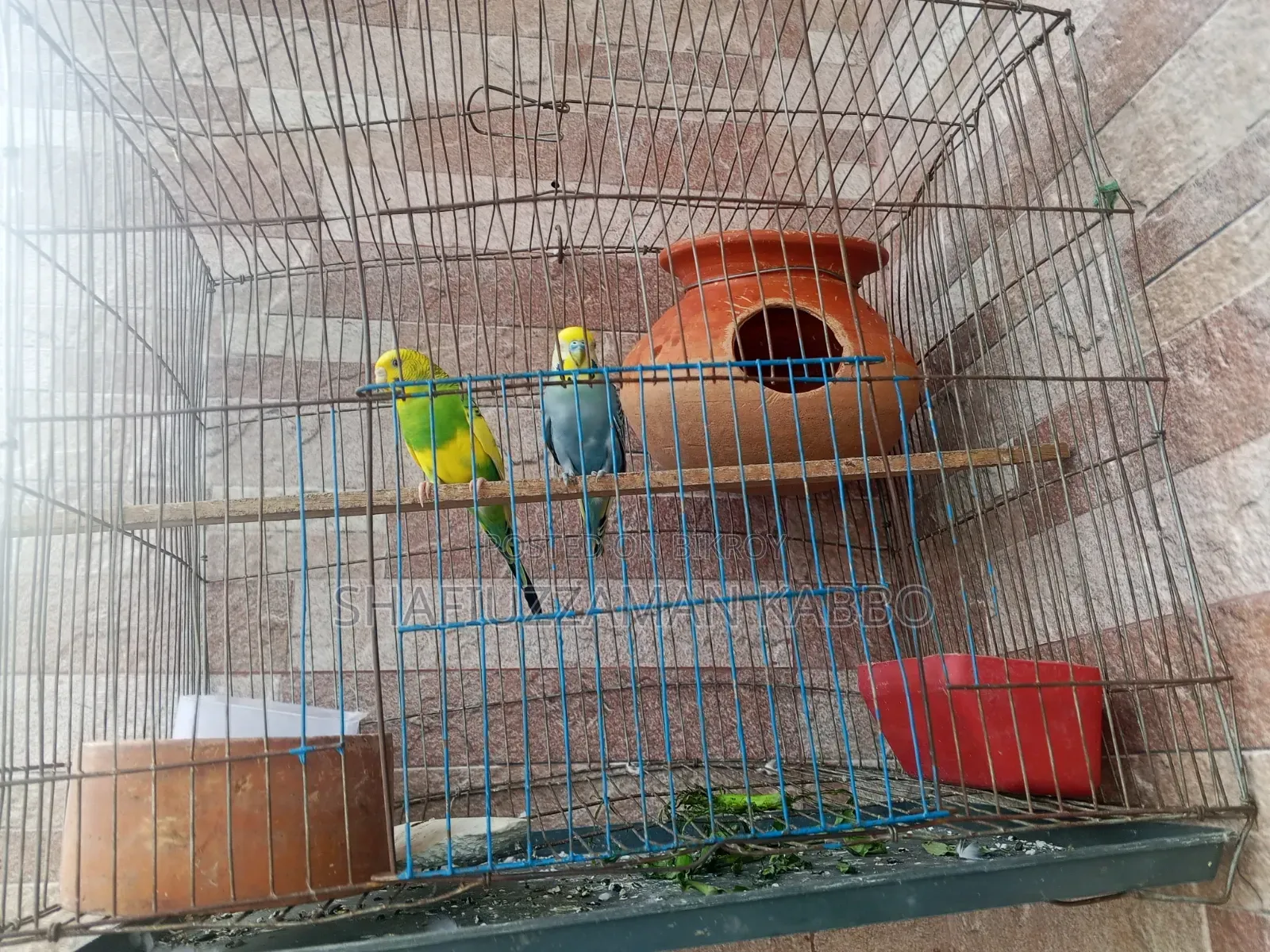 বাজিগার পাখি