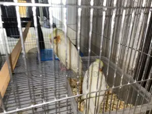 বার্ড সেল ককাটিয়েল