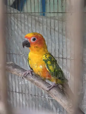 7 Months Sun Conure Chick