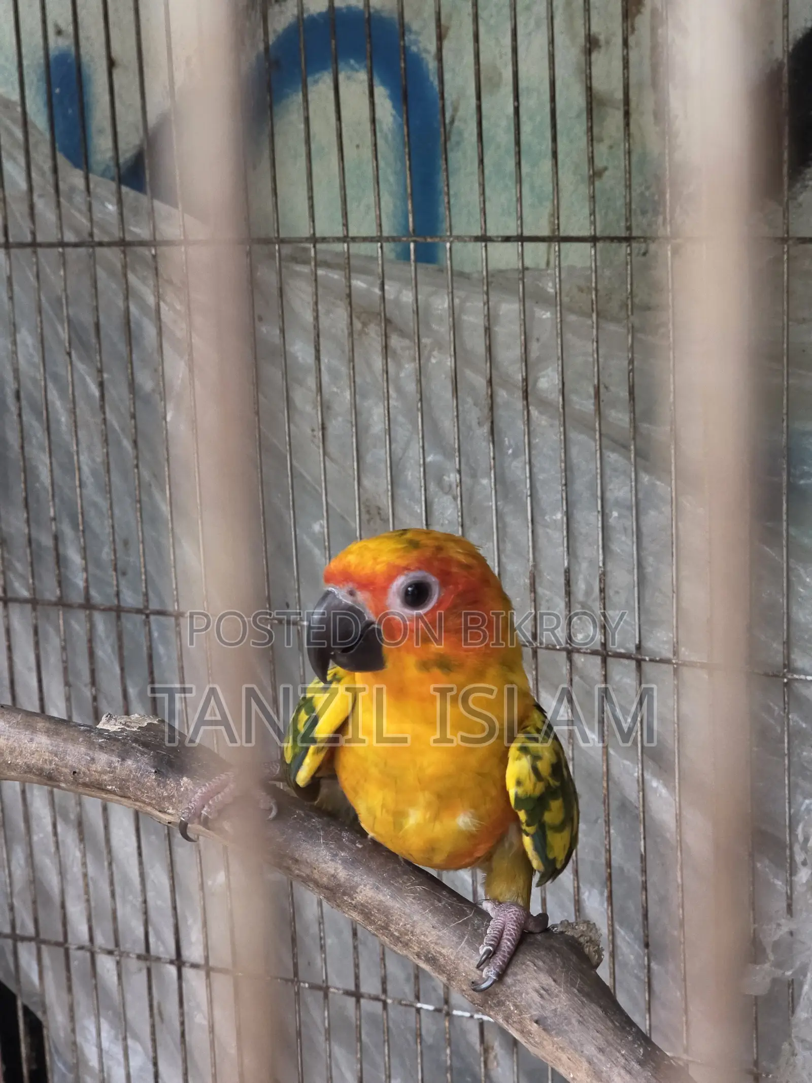 ৭ মাসের সান কুনুর ছানা