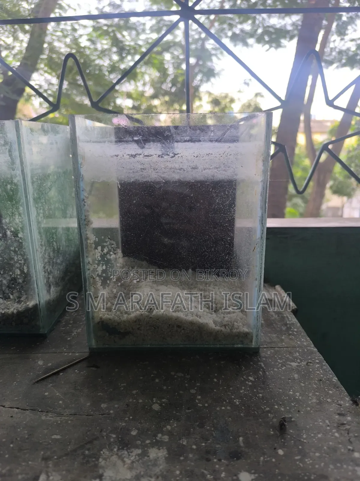 Beta Fish Aquarium
