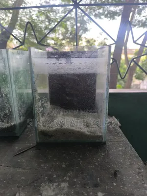 বেটা ফিশ অ্যাকোরিয়াম