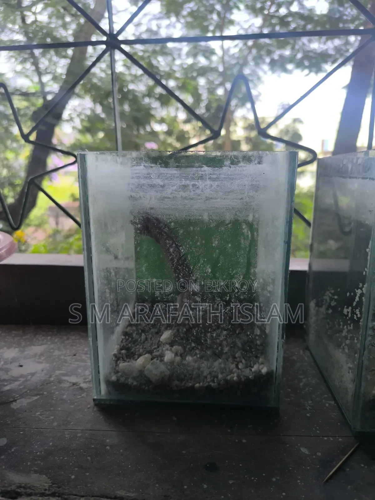 Beta Fish Aquarium
